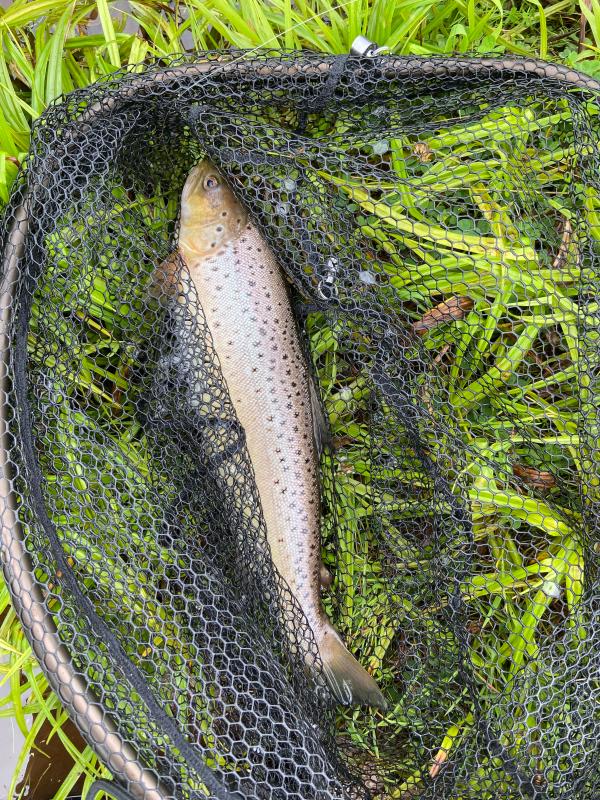 Havørred caught 2023-08-01