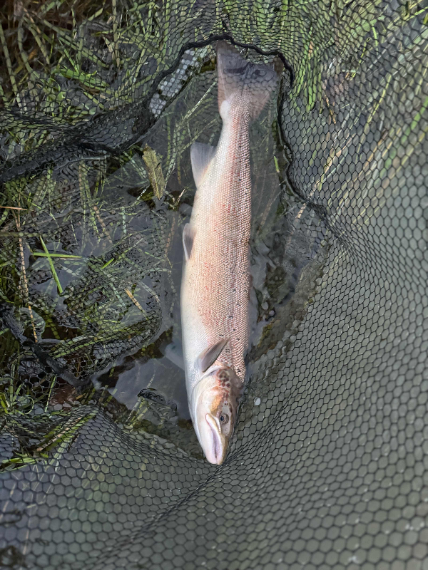 Skjern Å (Tarp Bro til Borris Krog Bro)-Carl Emil Just Pedersen 