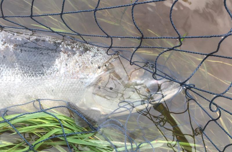 Laks caught 2023-07-19