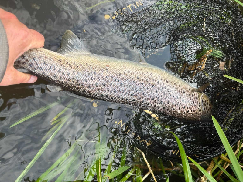 Øvre Karup Å - Fra udspring til Karup landevejsbro-Dan Sloth